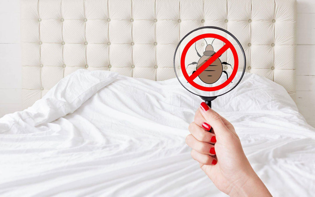 Bed Bugs: The Ultimate Guide