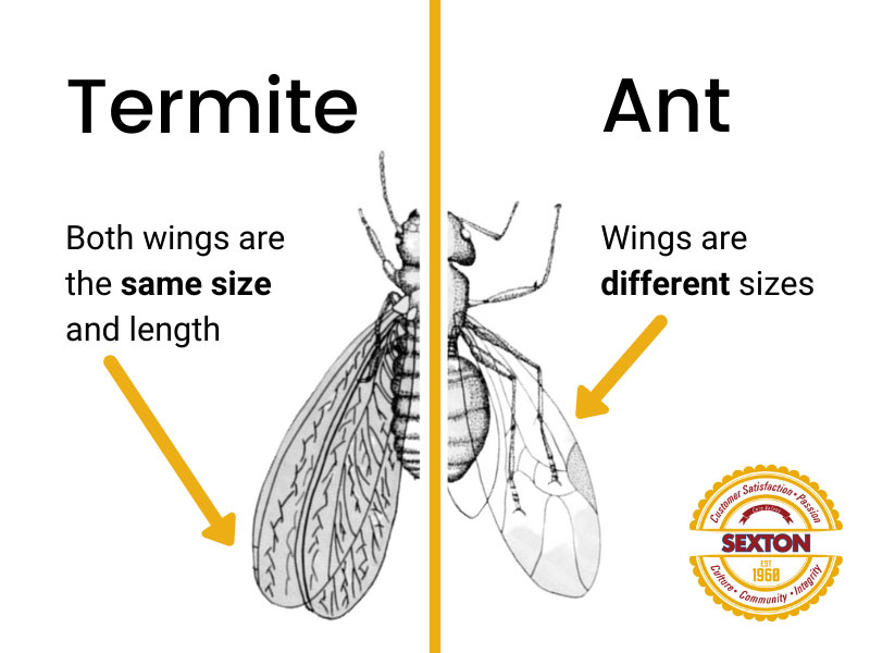 Ant with wings vs termites