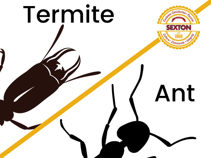 Antennae Ant vs. Termite