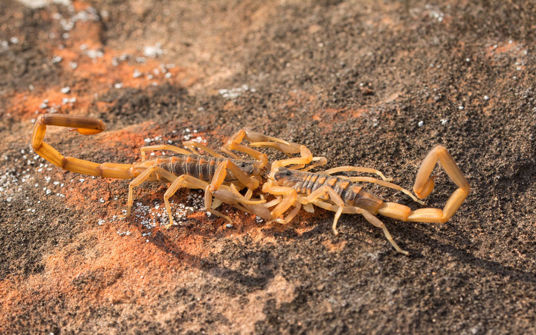 Arizona Bark Scorpions