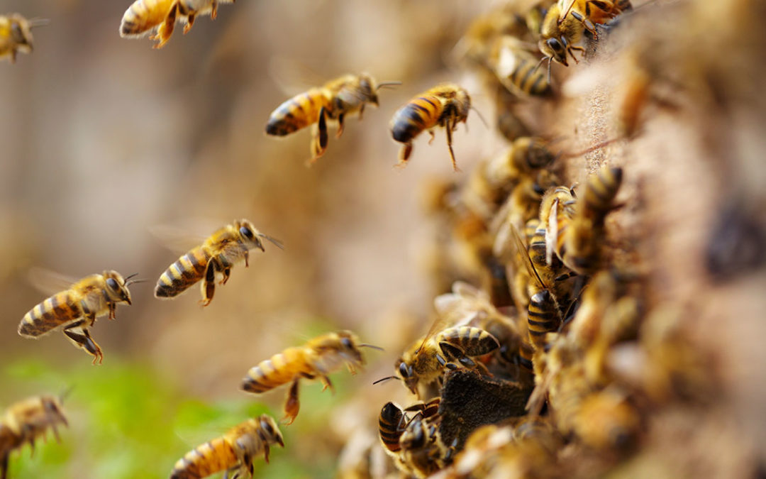 Bee Removal in Arizona