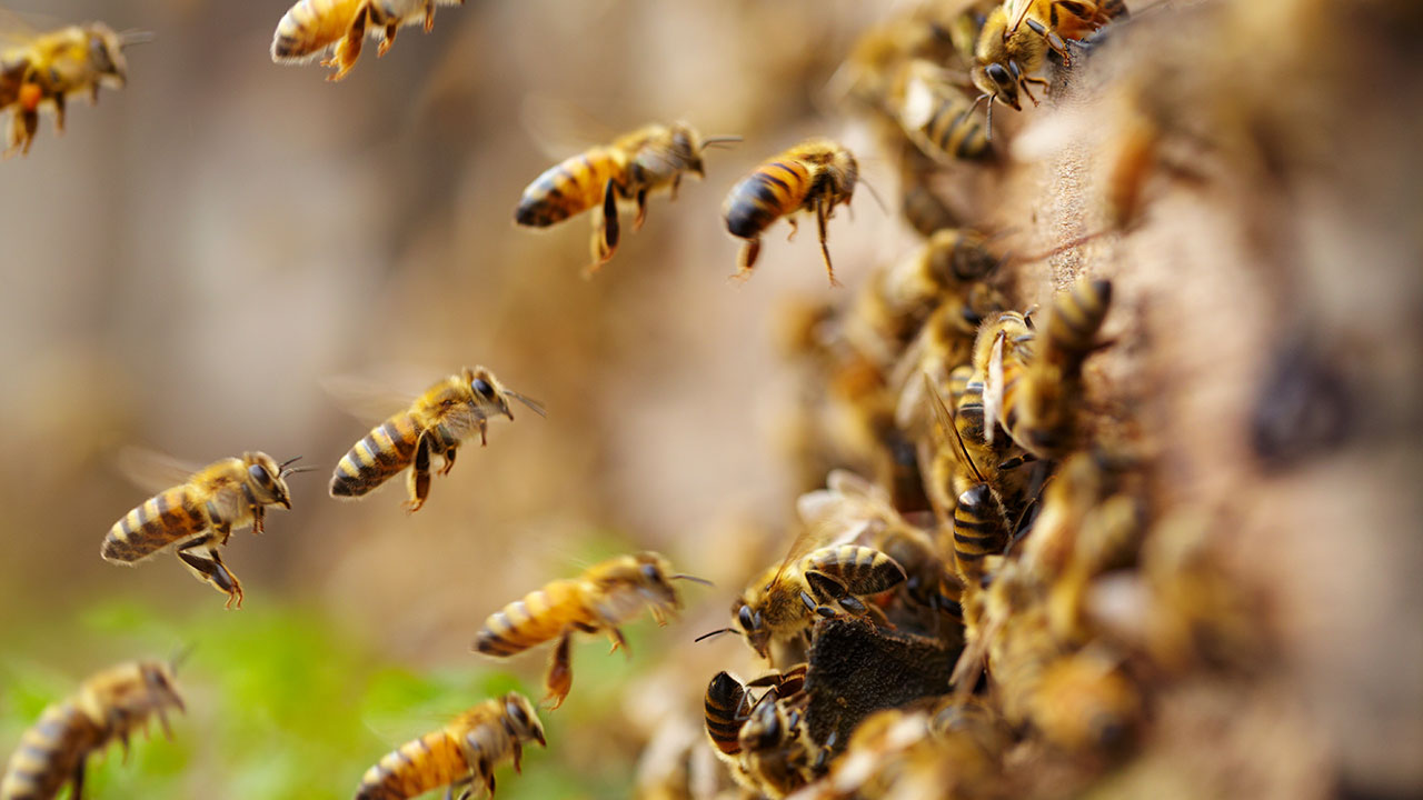 Bee Removal in Arizona