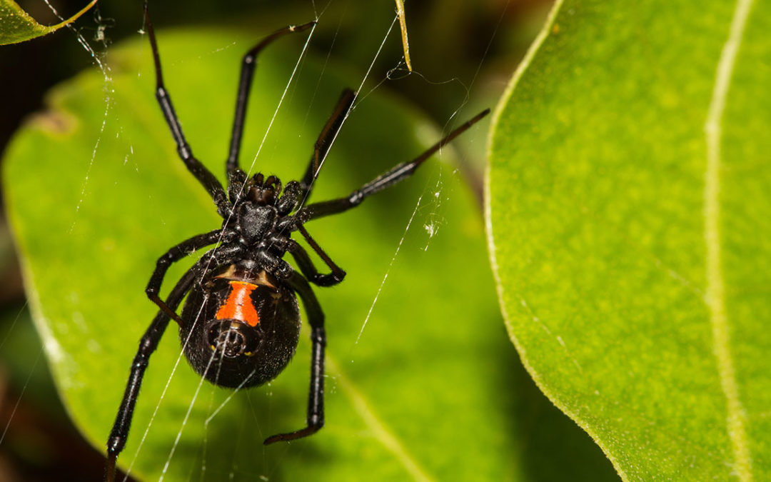 Black How to Get Rid of Black Widow Spiders