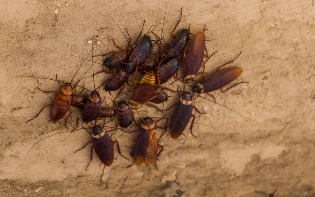 Outdoor Cockroaches