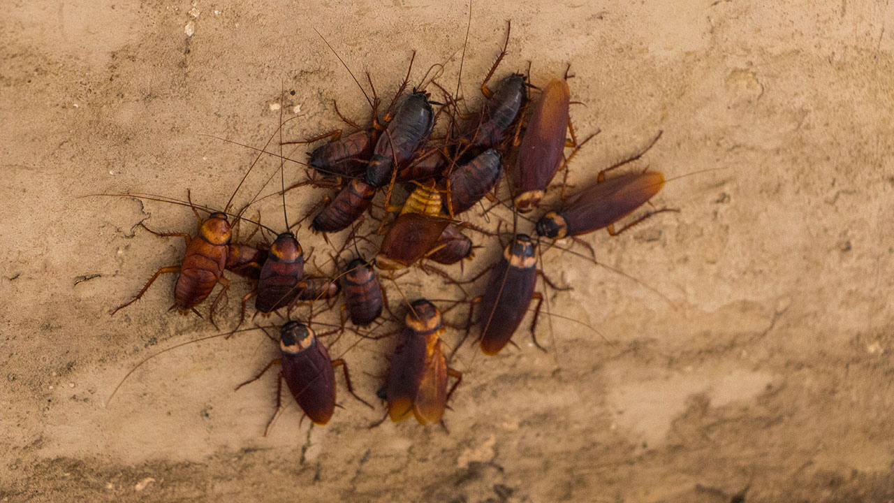 Outdoor Cockroach Pest Control