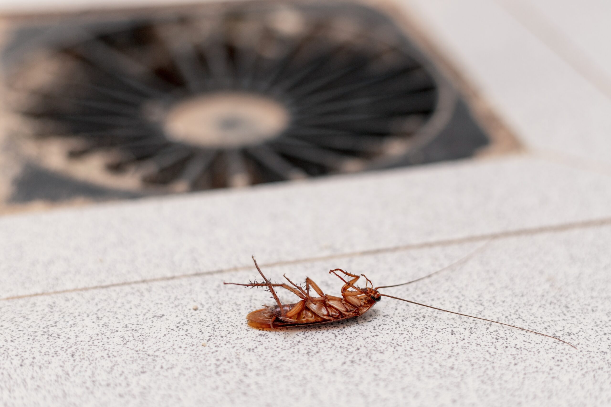 Cockroach Pest Control Services in Arizona