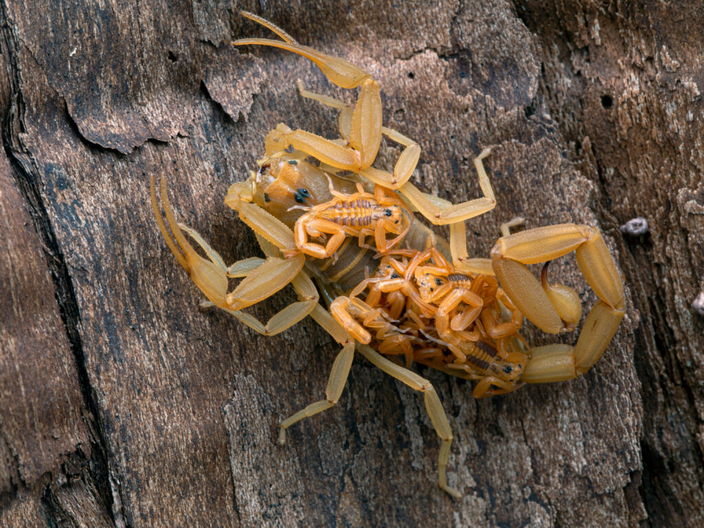 Scorpion Pest Control in Phoenix, AZ