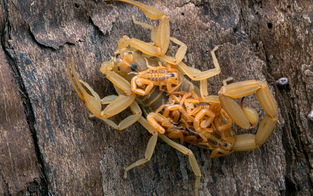 Scorpion Pest Control in Phoenix, AZ
