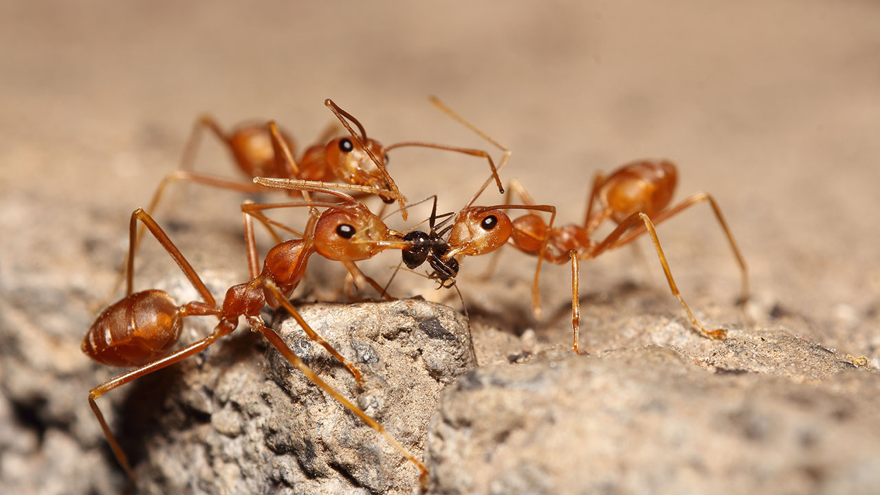 Arizona Ants