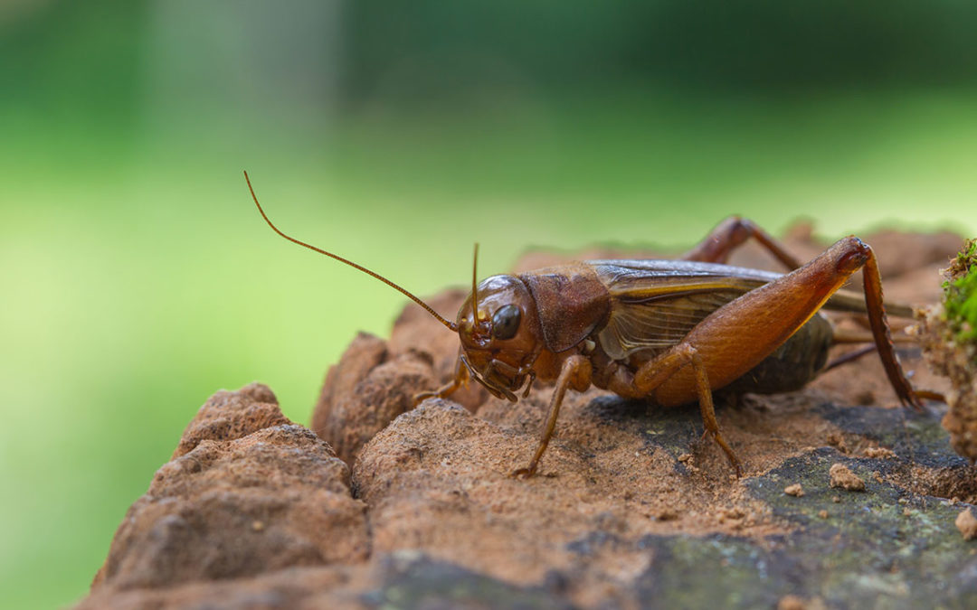 House Crickets