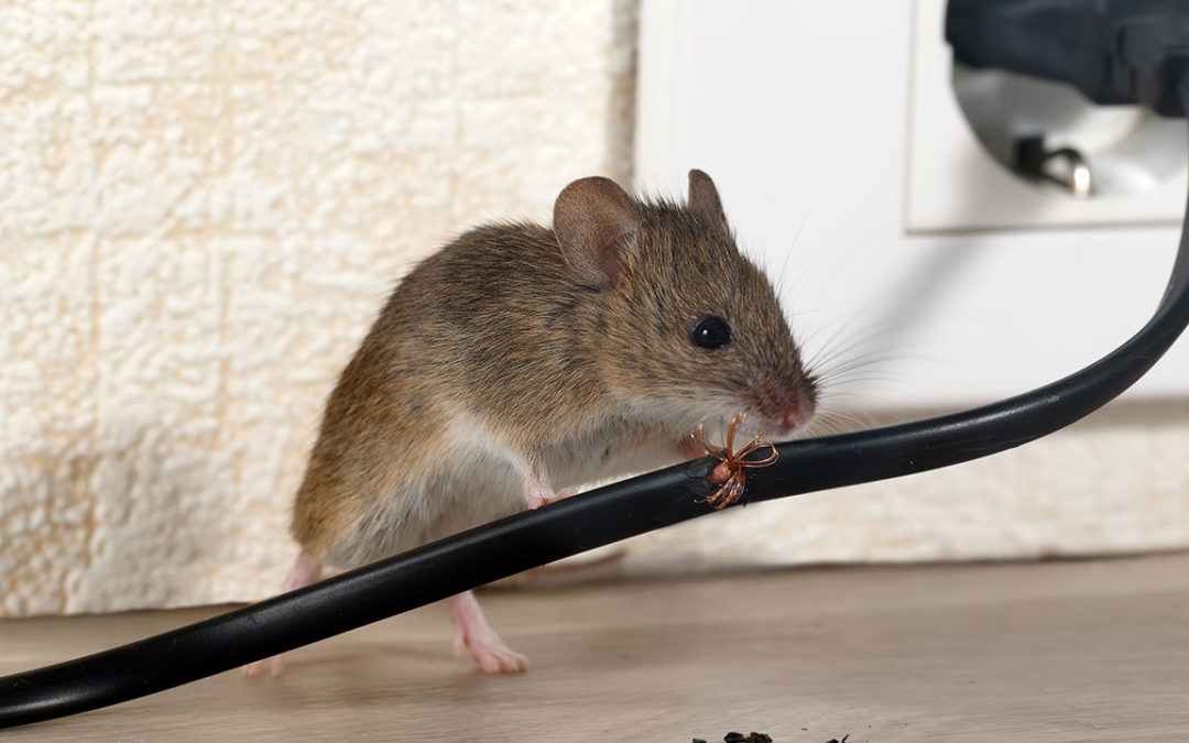 Mouse Control Services in Phoenix, Arizona