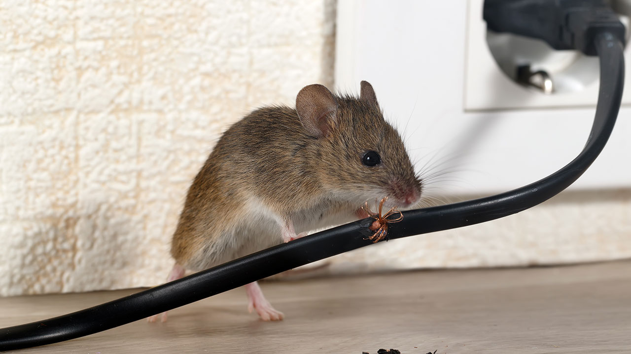 House Mice in Arizona