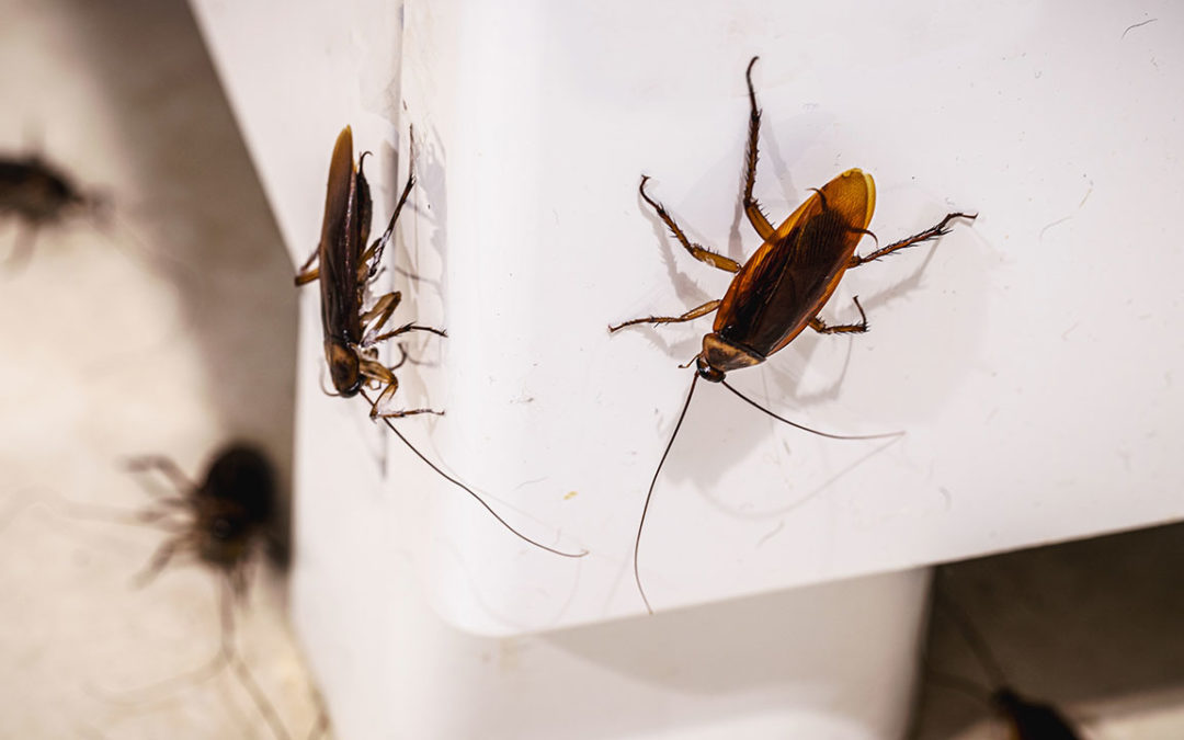 Indoor Cockroaches