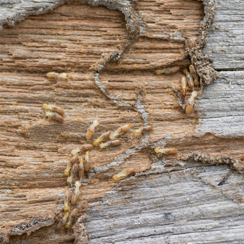 Termite Control