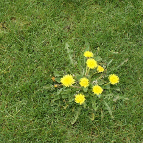 Arizona Pest & Termite Experts Since 1960 | Sexton Pest Control