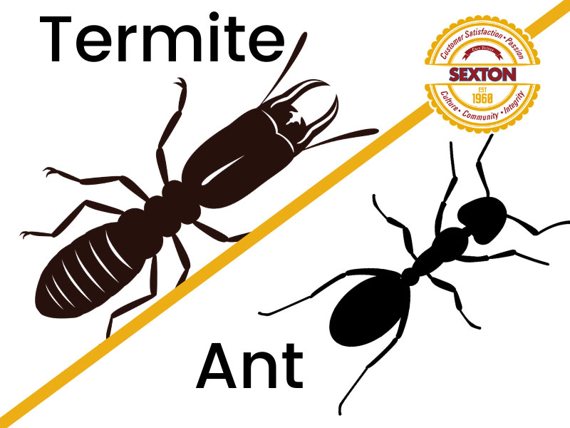 Ant vs. Termite Bodies