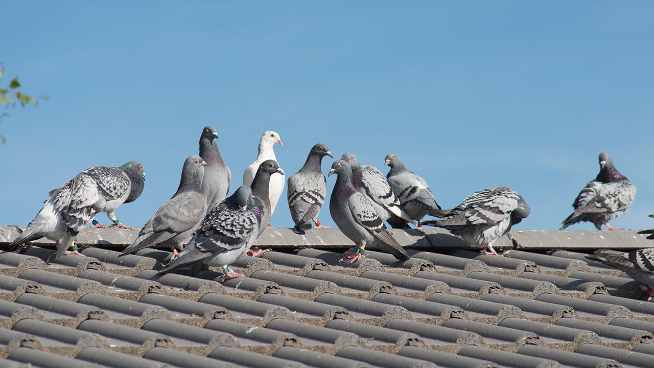 Pigeon Control in Arizona