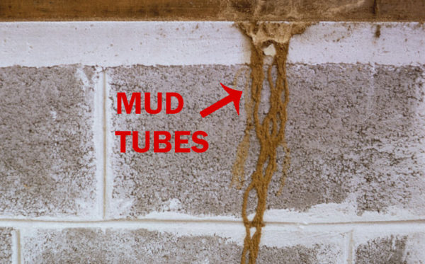 Mud Tubes
