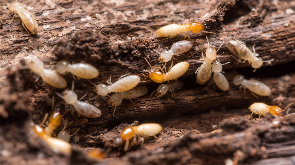 Termites