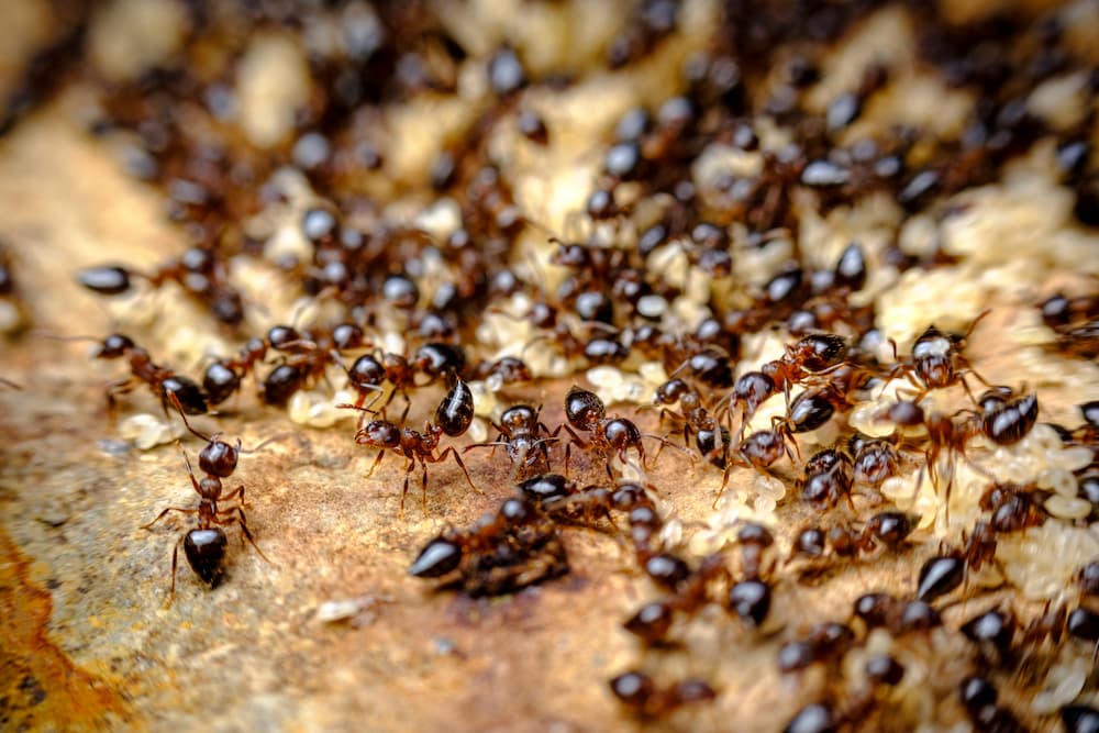 What are the Different Types of Ants