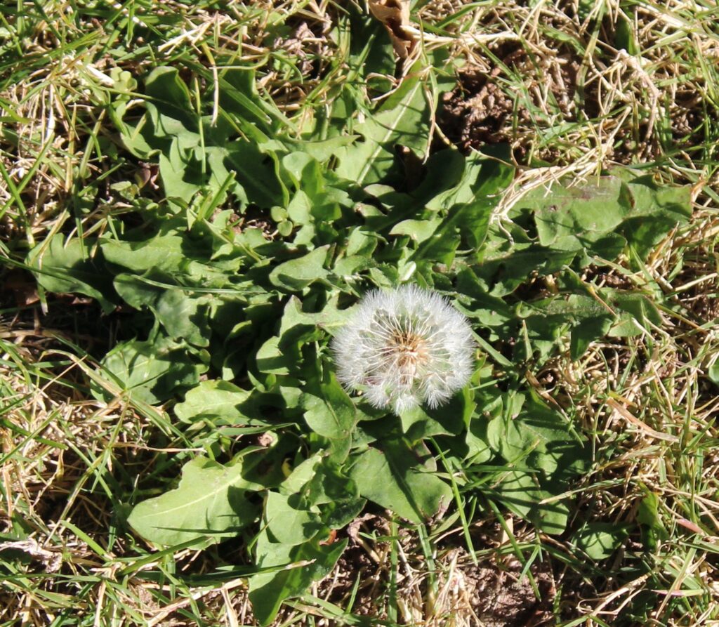 Weed Control Services in Arizona, AZ