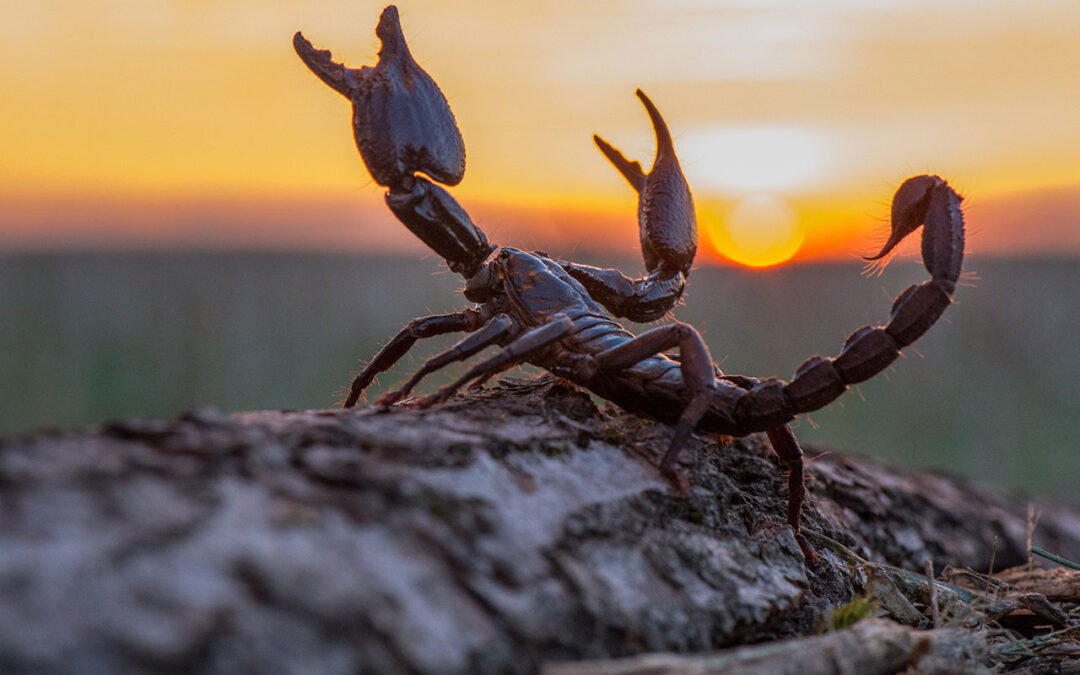 Scorpions Season Kickoff in Arizona