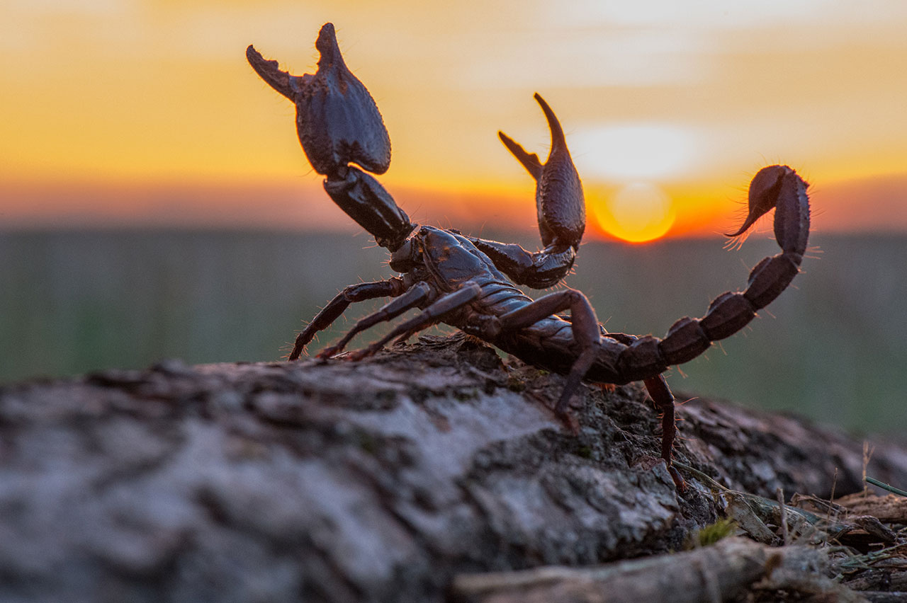 Scorpions Season Kickoff in Arizona