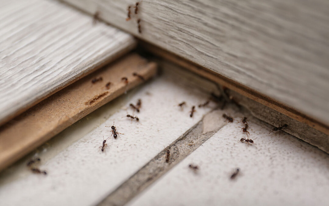 Ants in Arizona | Pre-Close Checklist for Realtors & Property Managers