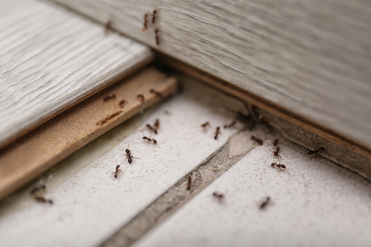 Ants in Arizona | Pre-Close Checklist for Realtors & Property Managers