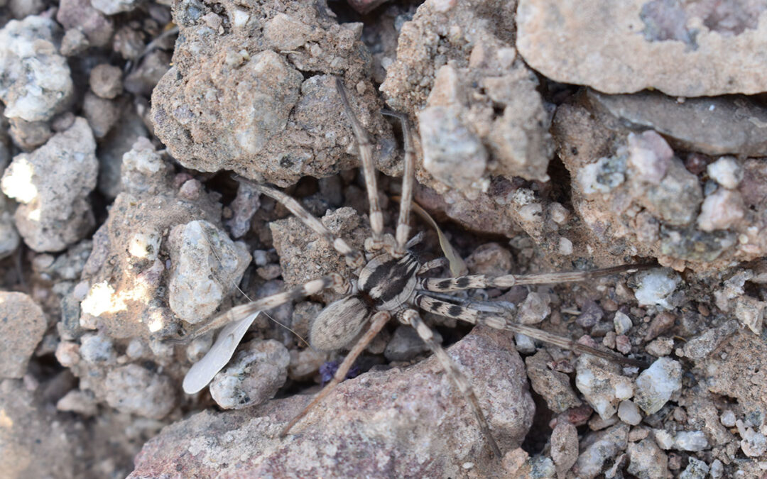 Spiders in Arizona | Pre-Close Checklist for Realtors & Property Managers