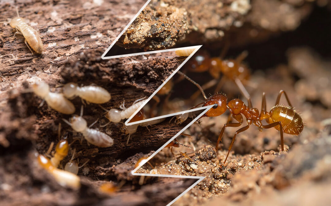Ants vs Termites in Arizona | Pre-Close ID Guide for Realtors & Property Managers