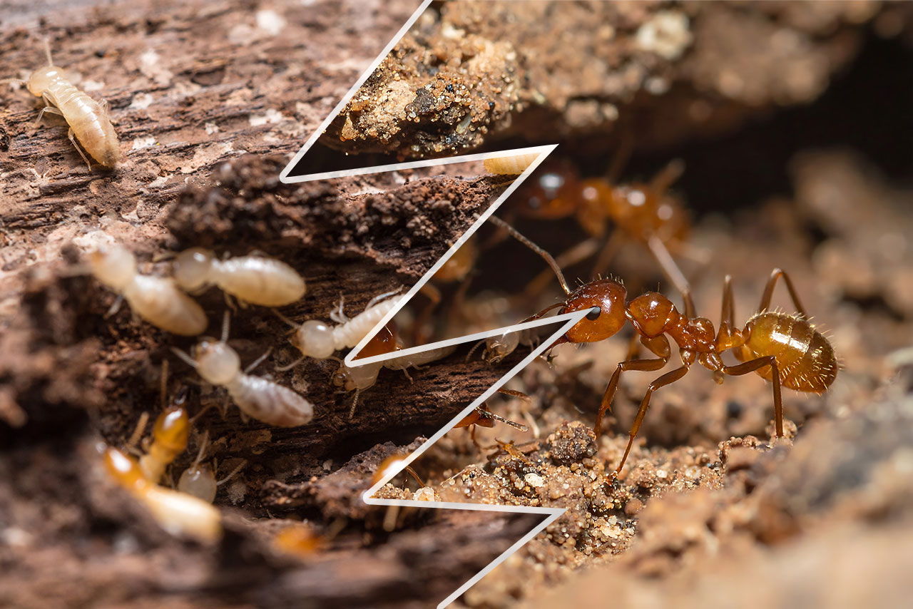 Ants vs Termites in Arizona Ants vs Termites in Arizona | Pre-Close ID Guide for Realtors & Property Managers